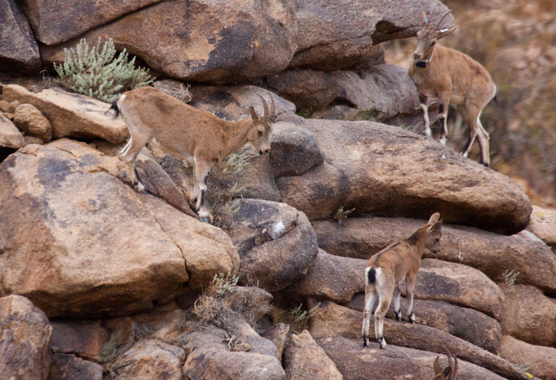 Siberian Ibex